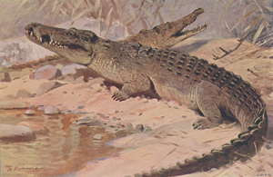 Nile Crocodile